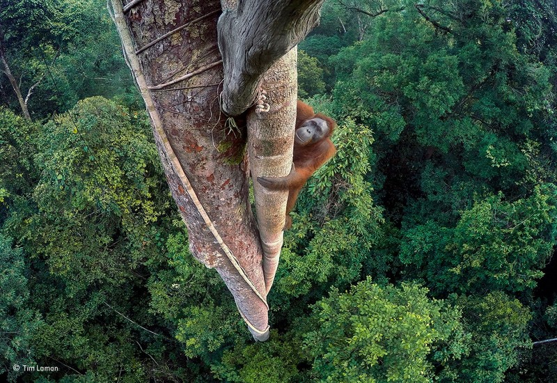 orango albero Wildlife Photographer of the Year