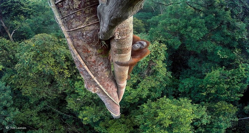 Le Foto Naturalistiche Più Belle Del 2016