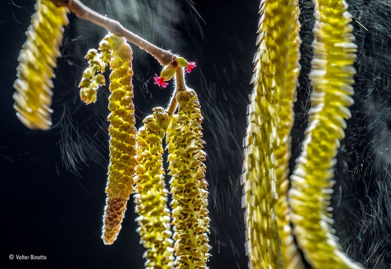 piante Wildlife Photographer of the Year